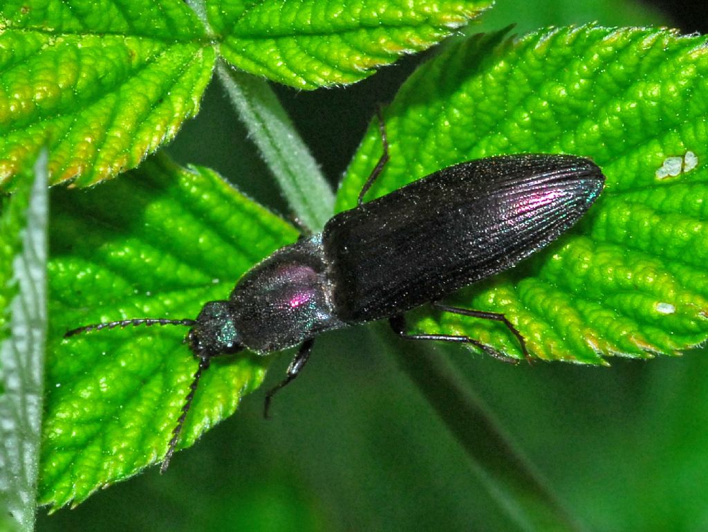 Un Elateride dai riflessi violacei